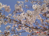 DSC08735桜.JPG