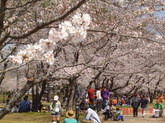 DSC20110404桜.JPG